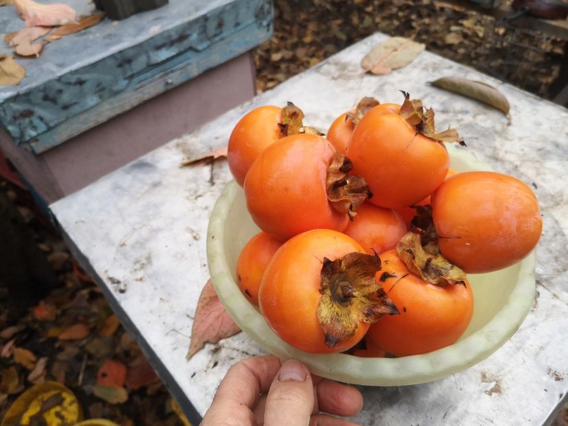 kaki Costata - Arbori fructiferi 2019