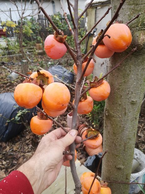  - Arbori fructiferi 2019