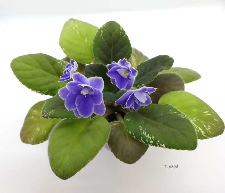 2019 - Sansoucy Coco