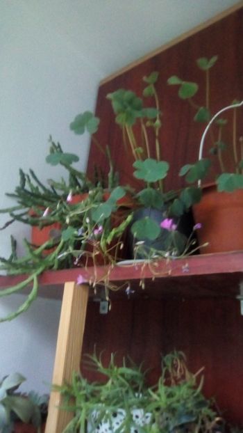 Oxalis made in Felicita - - Scoala de flori