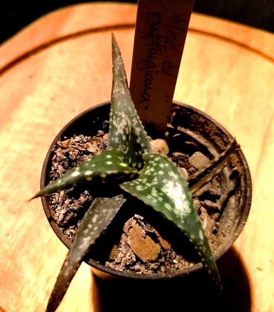  - 20-10-019 - Aloe ruffingiana