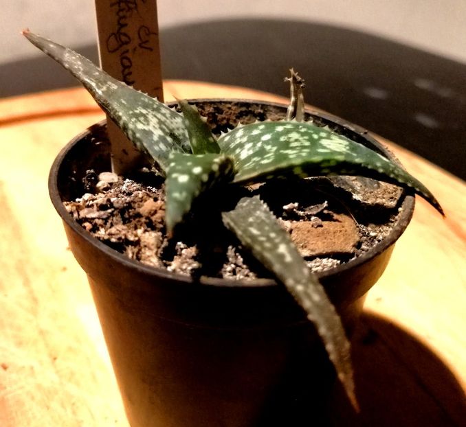  - 20-10-019 - Aloe ruffingiana