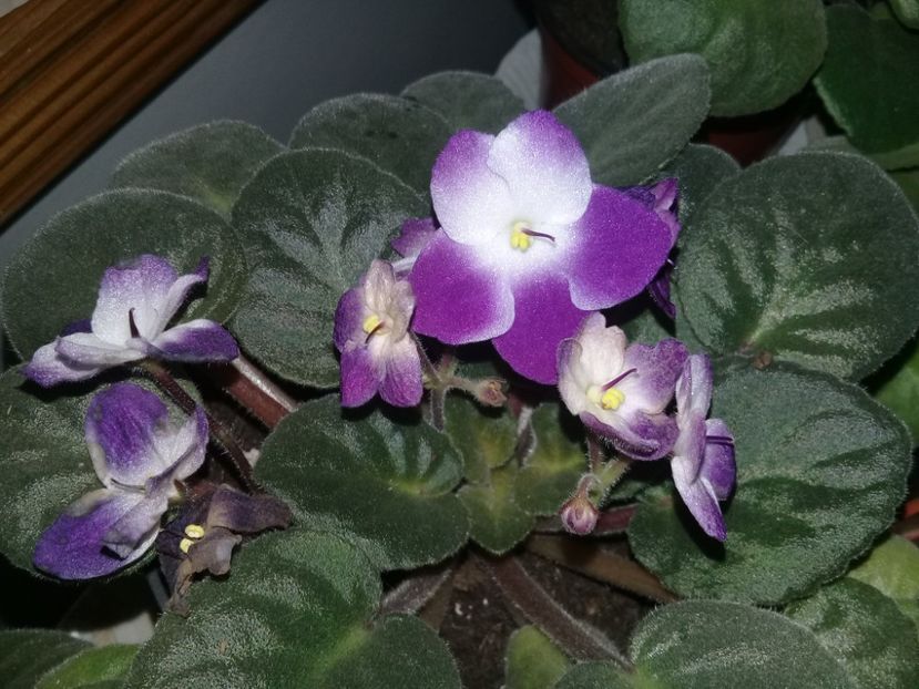  - Violete