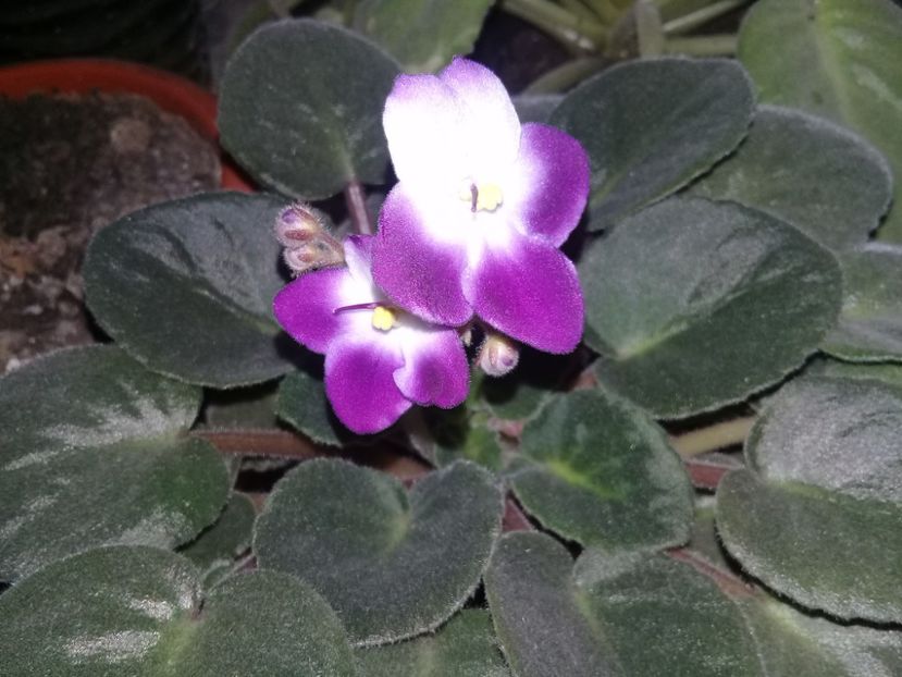  - Violete
