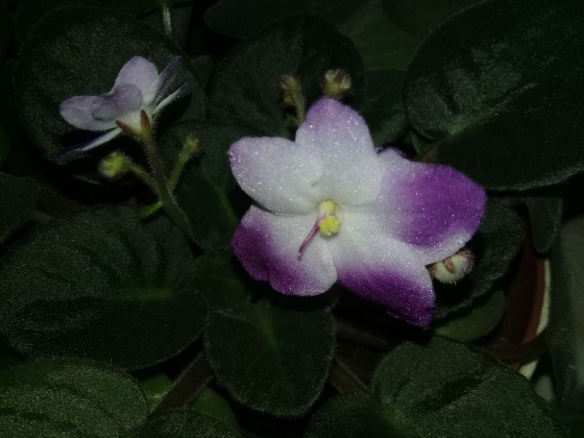  - Violete