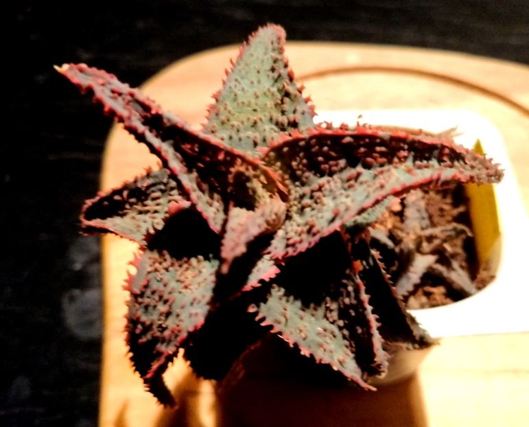  - 23-10-019 - Aloe cv Raspberry Licorice