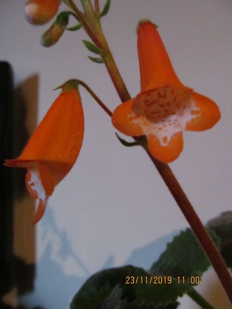 xA Dale 's Clownfisch - ACHIMENES 2020 - VANZARI HIBRIZI