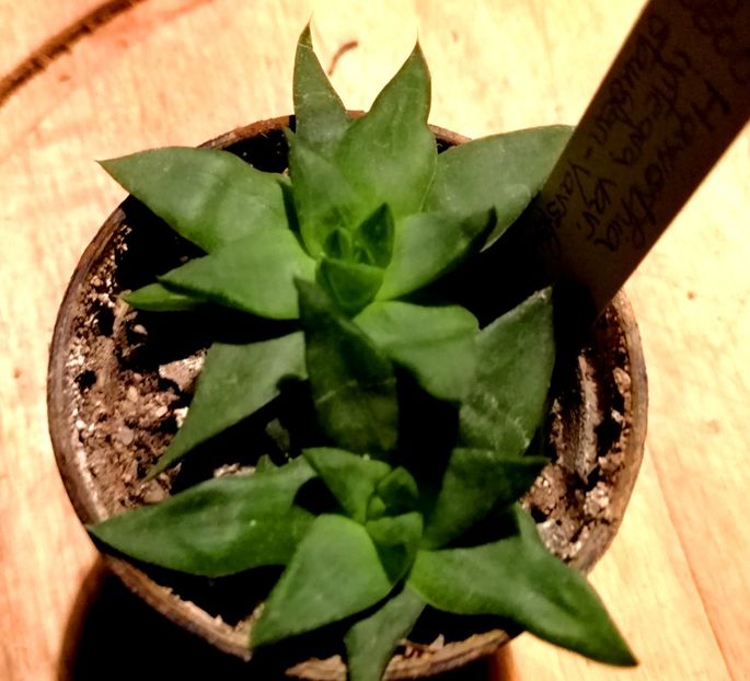  - 28-10-019 - Haworthia integra