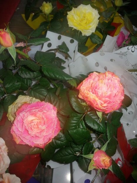  - Trandafiri 2019 II