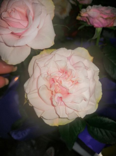  - Trandafiri 2019 II