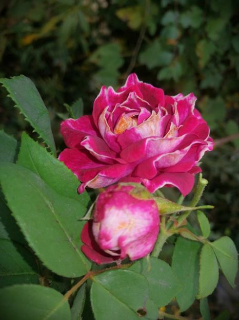  - Trandafiri 2019 II