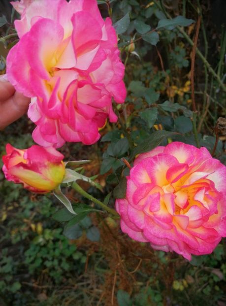  - Trandafiri 2019 II