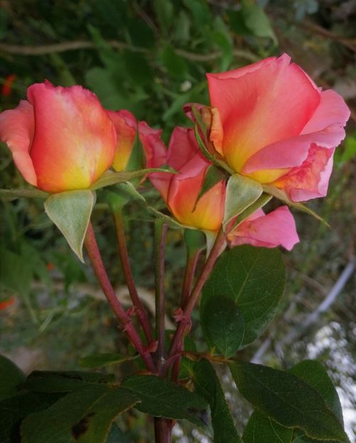  - Trandafiri 2019 II