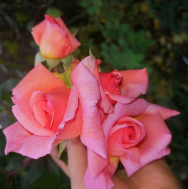  - Trandafiri 2019 II