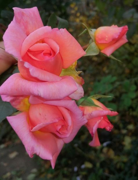  - Trandafiri 2019 II