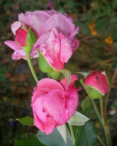  - Trandafiri 2019 II