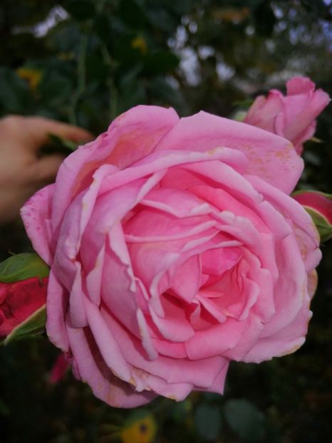  - Trandafiri 2019 II