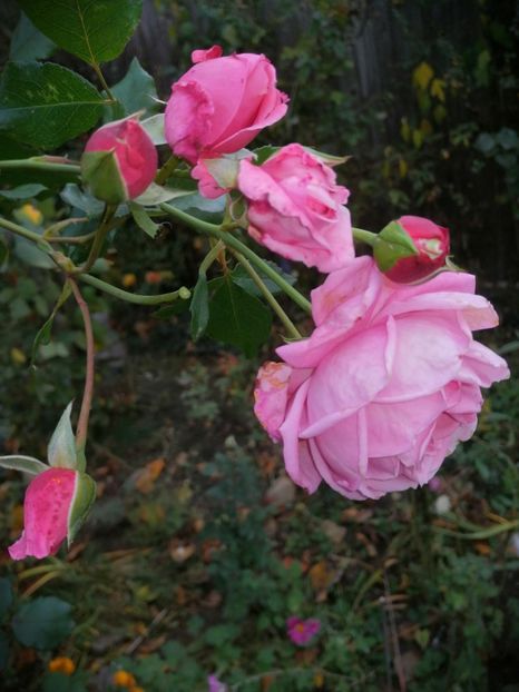  - Trandafiri 2019 II