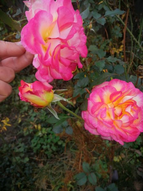  - Trandafiri 2019 II