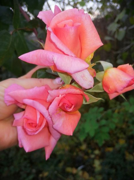  - Trandafiri 2019 II