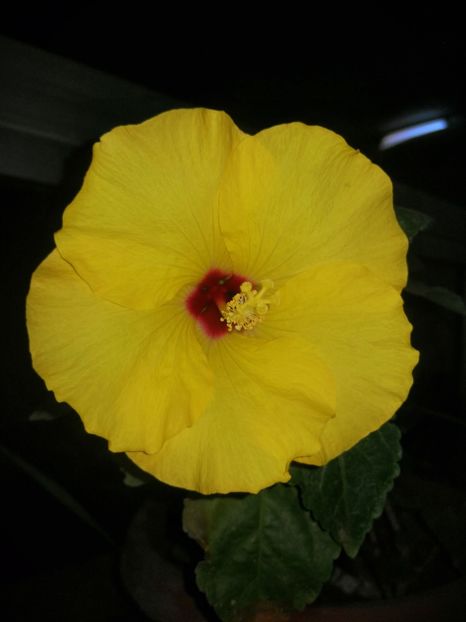  - Hibiscus