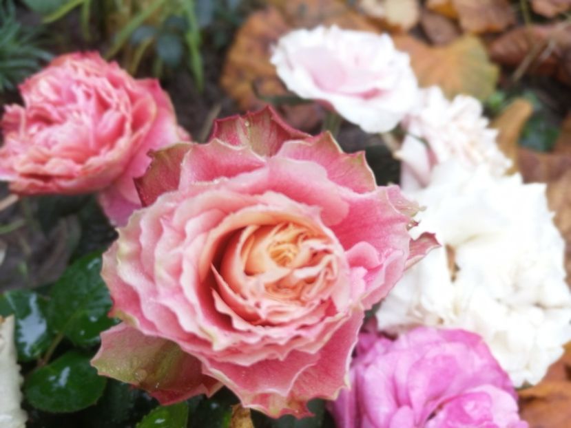  - Trandafiri 2019 II