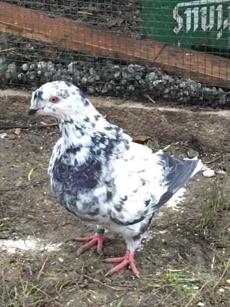 m 2019 - Achiziții pentru 2020