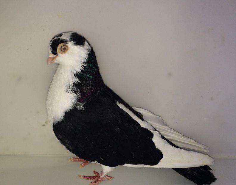 450  femelă  2012 - Plecați ALBUM 3