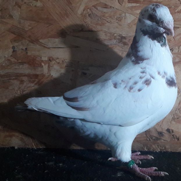  - 3---AGH DAȚI 2019 - 2025