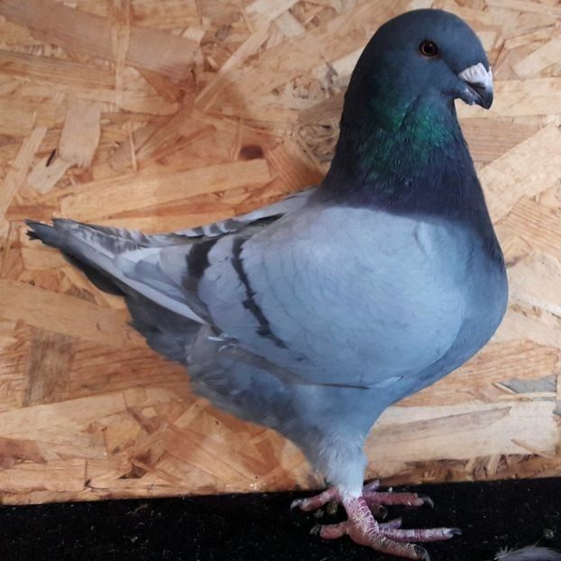  - 3---AGH DAȚI 2019 - 2025