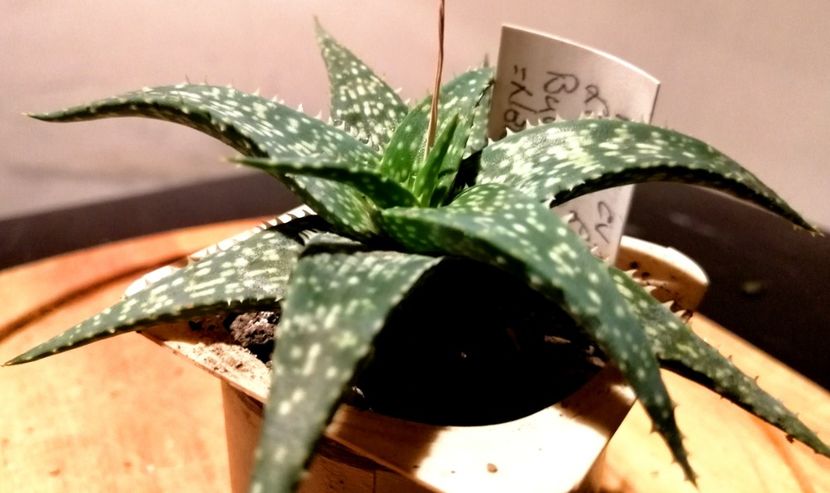  - 01-12-019 - Aloe cv Nordin