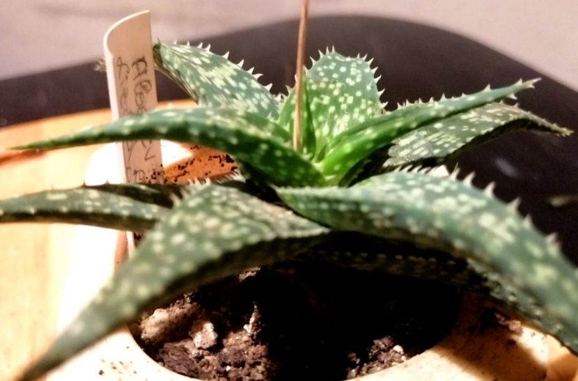  - 01-12-019 - Aloe cv Nordin