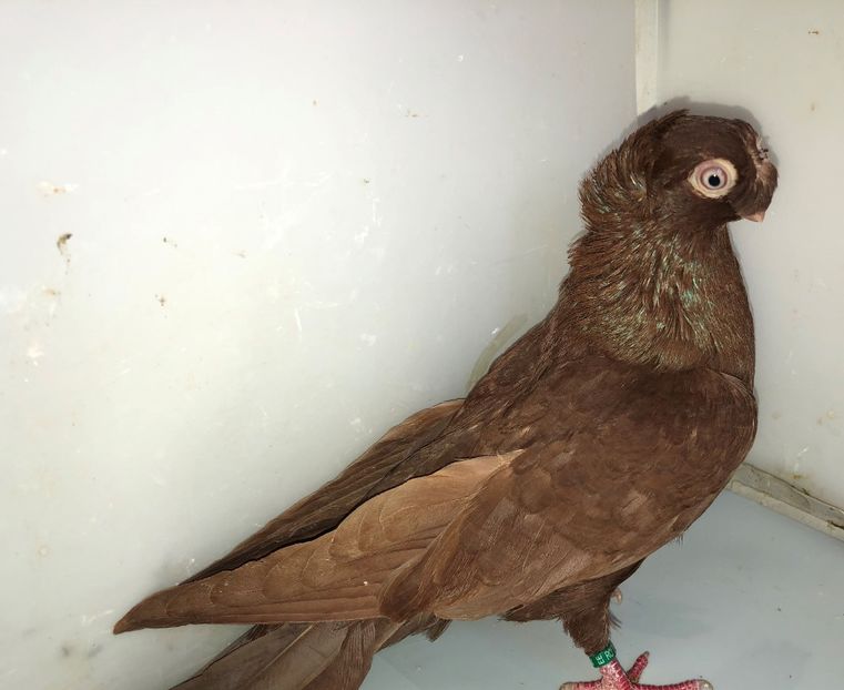 6844  mascul  2019 - 00001 porumbei dragi mie arhivă