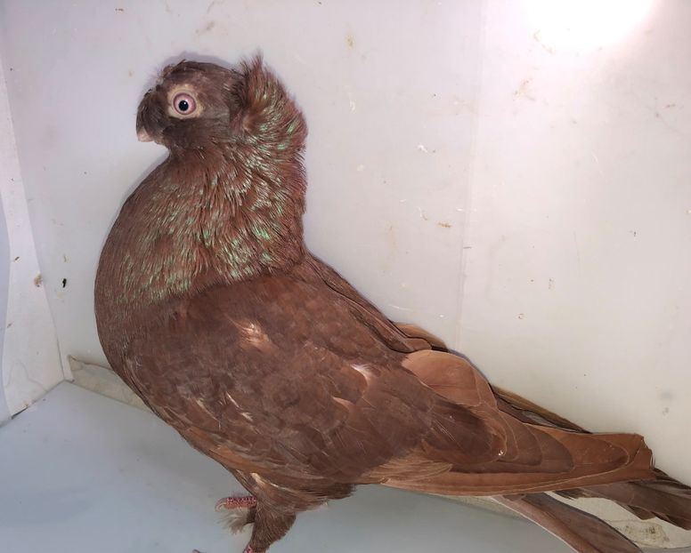 6996  mascul  2019 - Plecați ALBUM 3