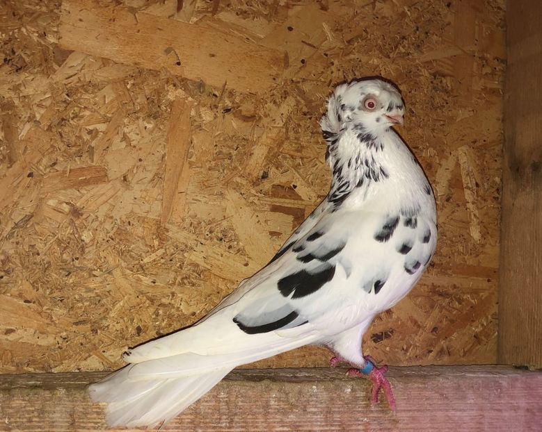 7180  mascul  2018 - Jucători Bimoțați de Ardeal