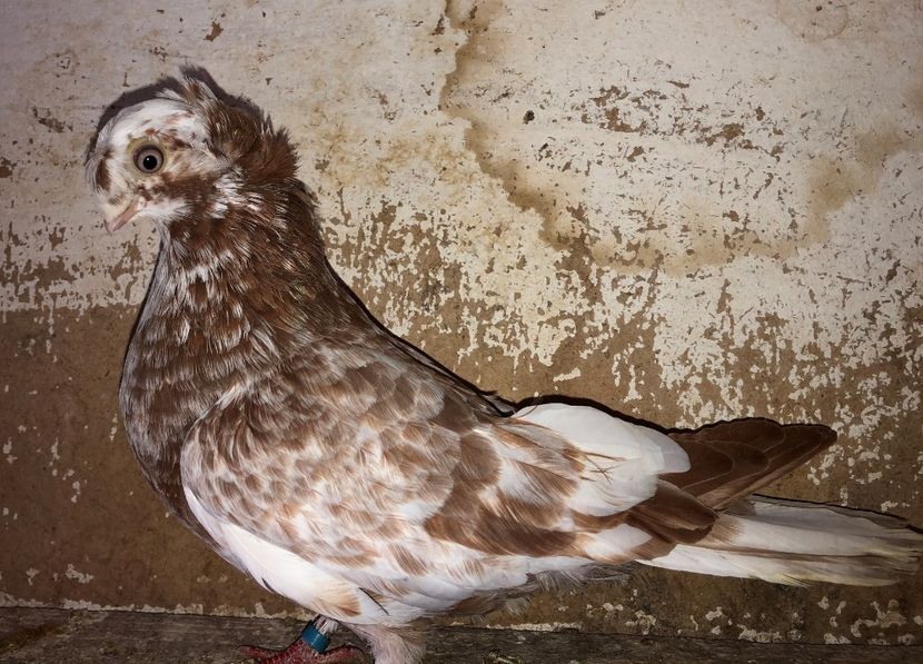 7209 (18)  femelă  2019 - Plecați ALBUM 2