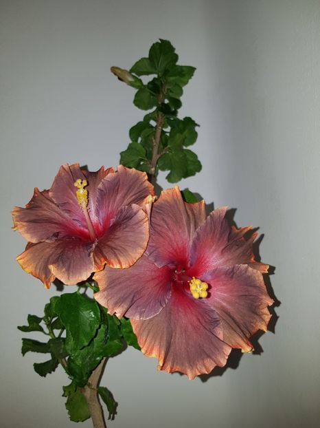  - Hibiscus Moorea Juan Lucas