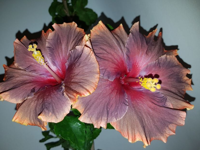  - Hibiscus Moorea Juan Lucas