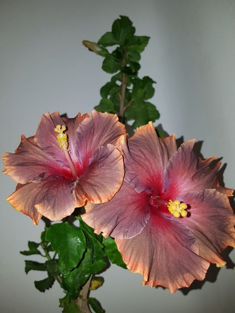  - Hibiscus Moorea Juan Lucas