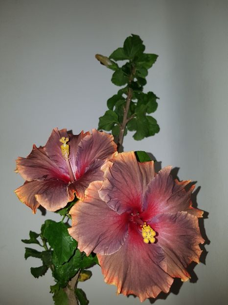  - Hibiscus Moorea Juan Lucas