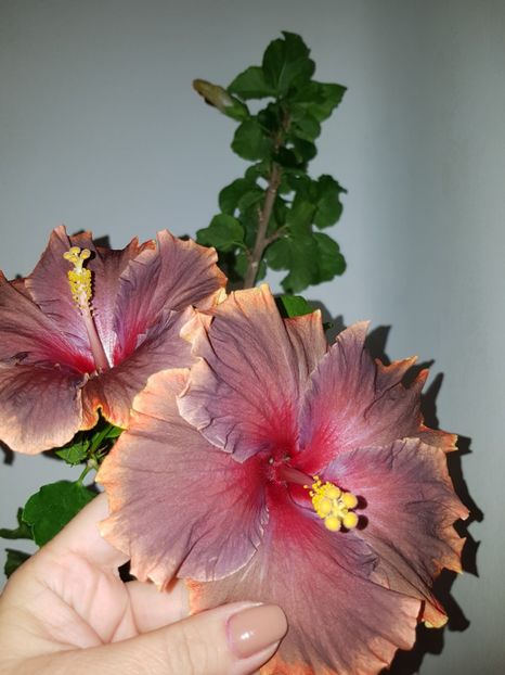  - Hibiscus Moorea Juan Lucas