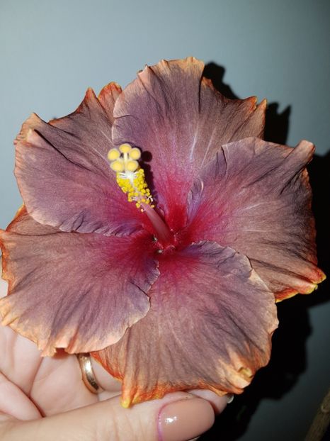  - Hibiscus Moorea Juan Lucas