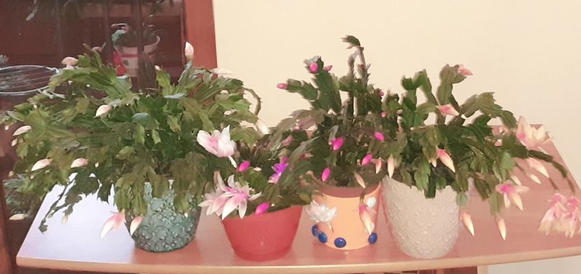  - Schlumbergera