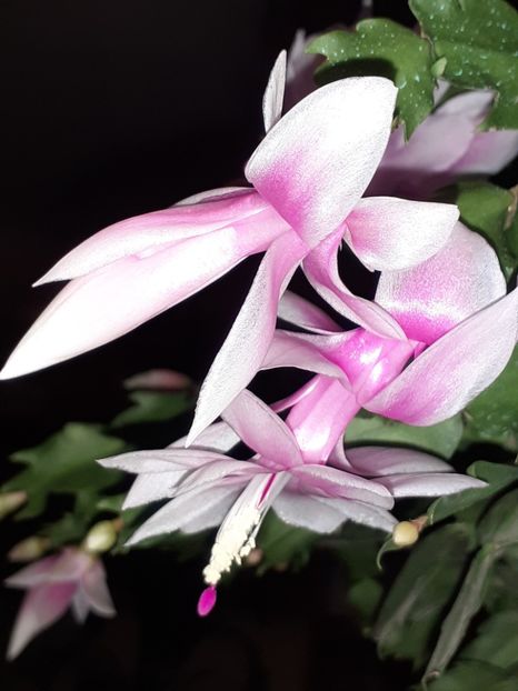  - Schlumbergera