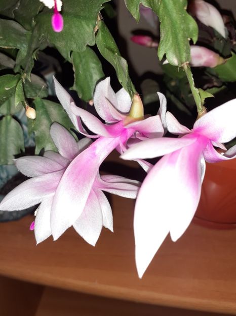  - Schlumbergera