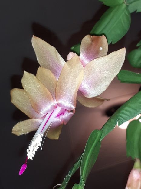  - Schlumbergera