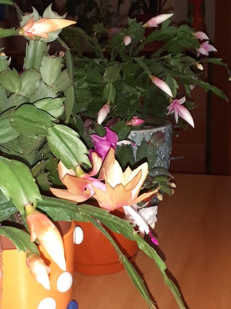  - Schlumbergera