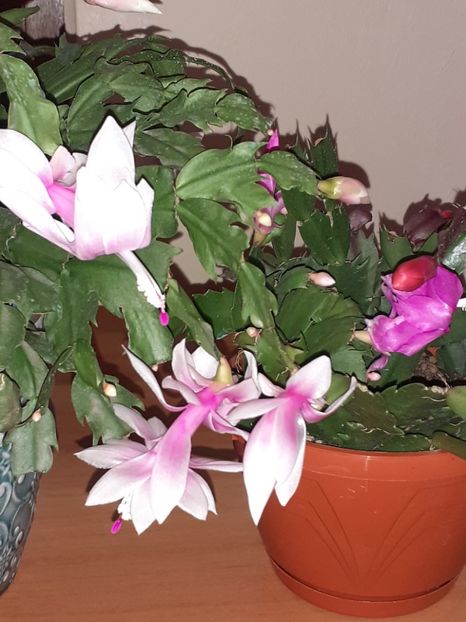  - Schlumbergera