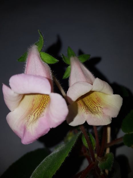  - Sinningia HCY_s Perfumer