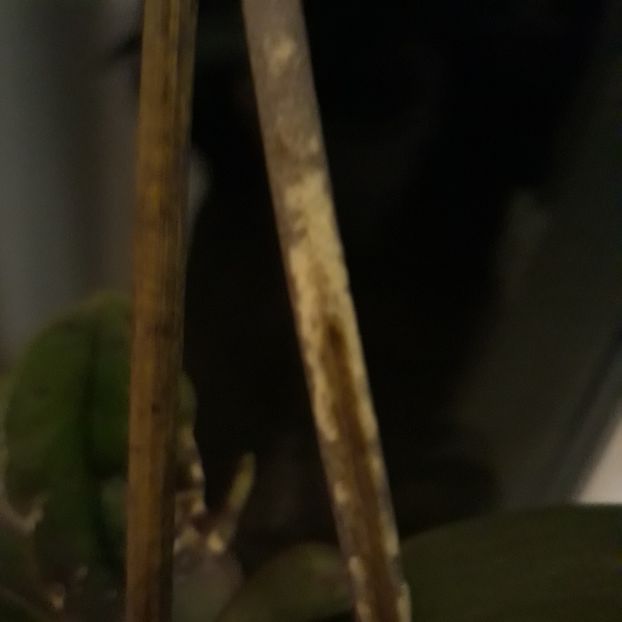  - Boli la orhidee - sfaturi va rog